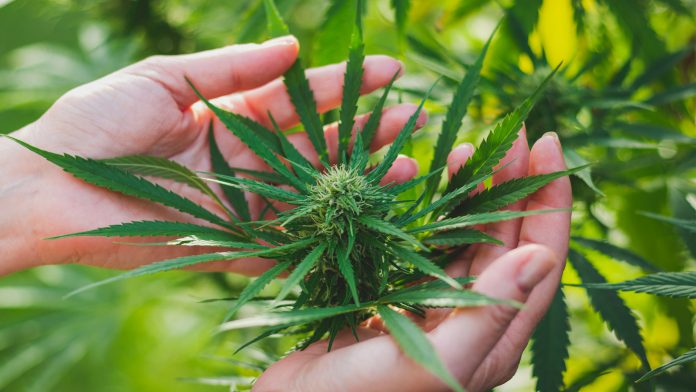 Cannabis in Charity Works