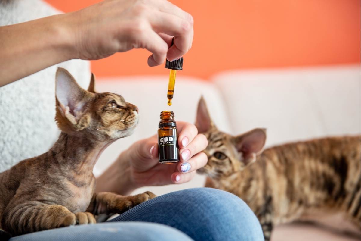 Animal Care Pet CBD