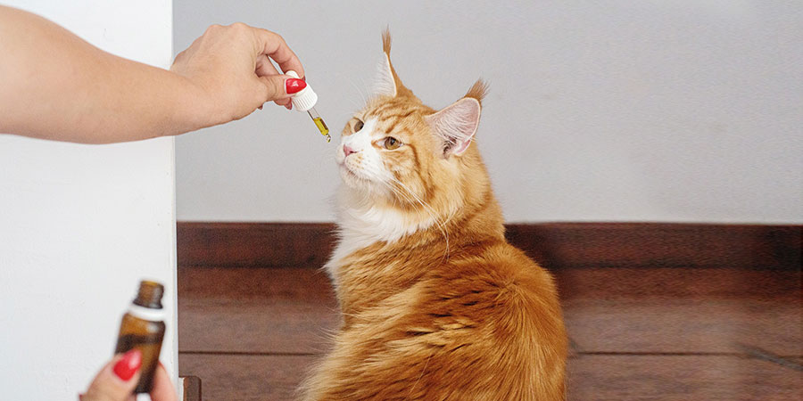 a person's hands holding a dropper and a bottle of cbd oil while giving it to an orange cat